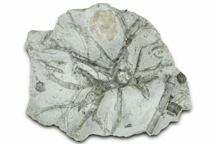 Wide Crinoid (Eucalyptocrinus) Holdfast - Indiana #326064